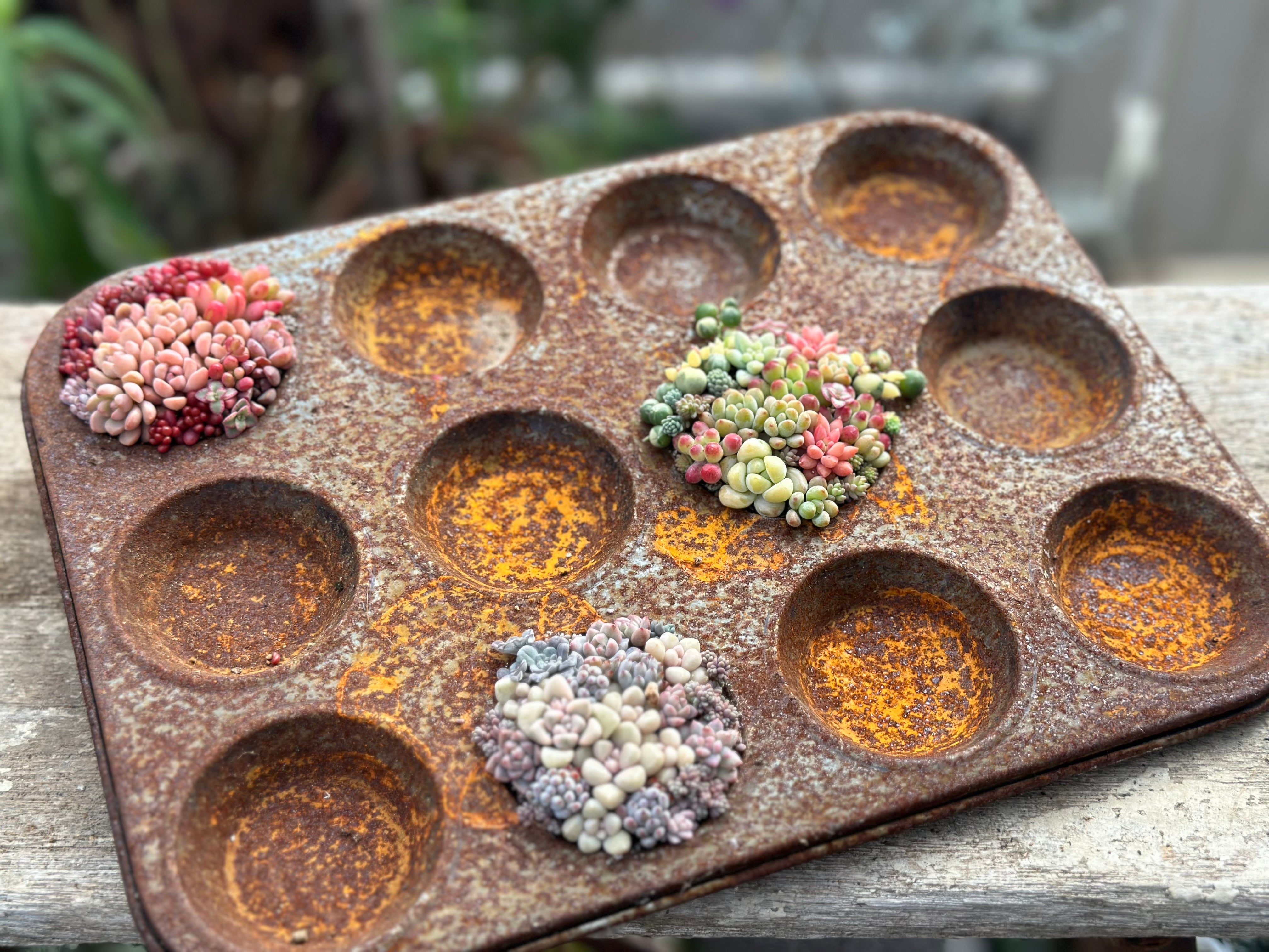 寄せ植えレッスン – 多肉スタイリング協会® - Succulents Styling