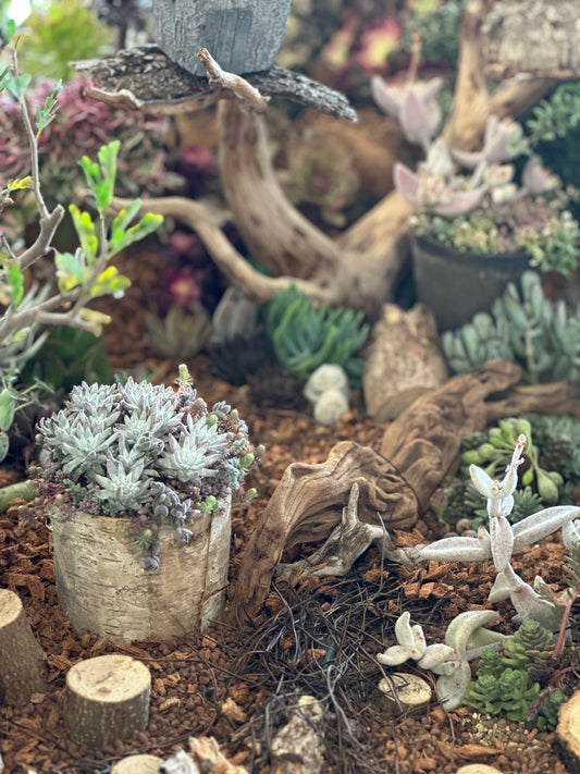 多肉スタイリスト®︎実技検定申し込み 2026 Spr