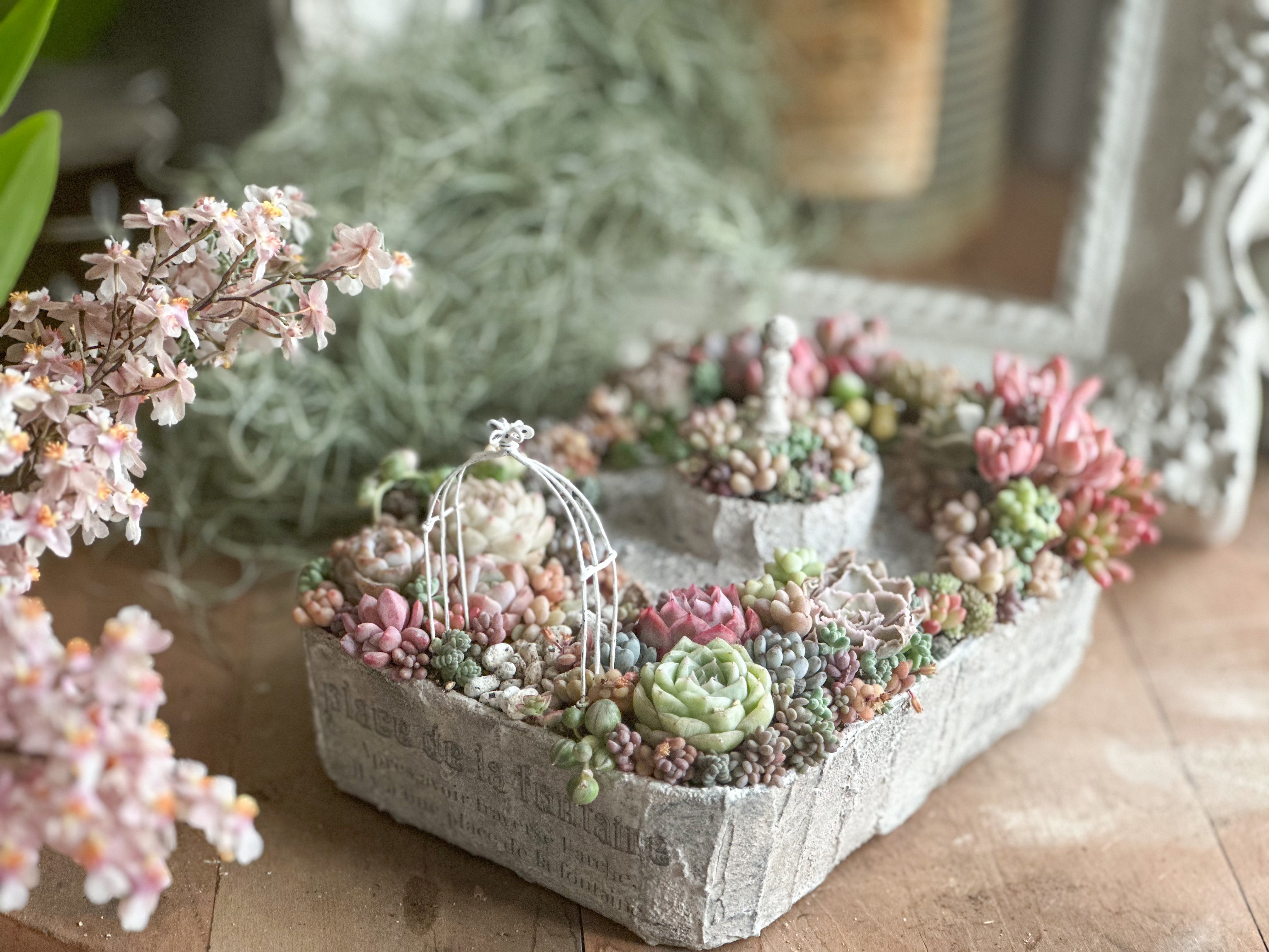 多肉スタイリング協会® - Succulents Styling Association